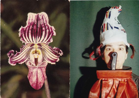 orchidee.jpg
