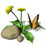 papillon-073