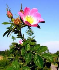 ROSE-MUSQUEE-DU-CHILI--Rosa-rubiginosa-.jpg