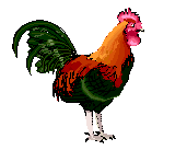 GALLO----X------.-copia-1.gif