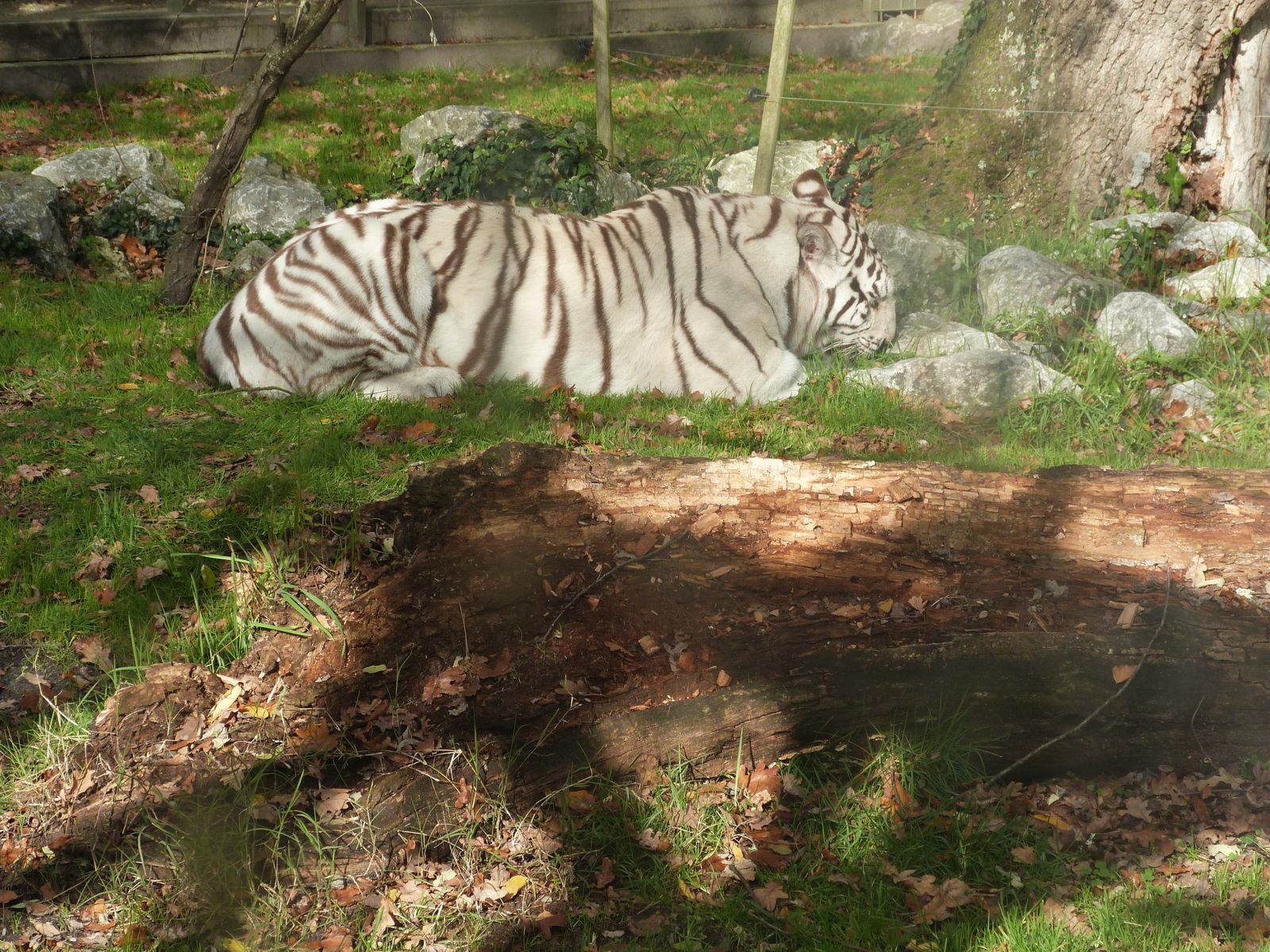 Notre visite au Zoo de pessac, novembre 2012