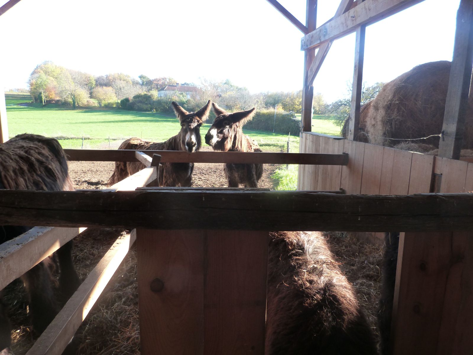 Novembre 2012. Notre visite sur l'exploitation Legay et son élevage de Baudets du Poitou à Fouleix : Angélique, Kamal, Mohamed, Saïd