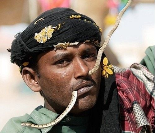 Snakes In Pakistan