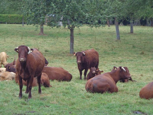 vaches-brunes.JPG