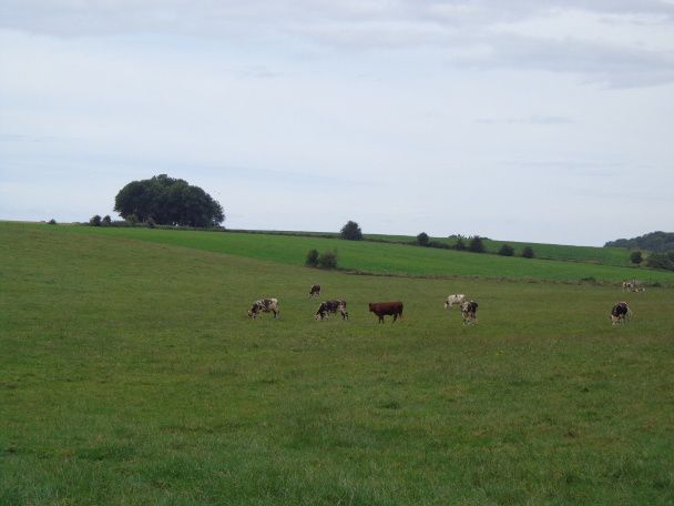 vaches-normandes.JPG