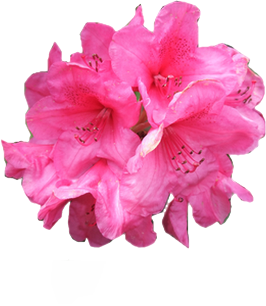 rhododendron