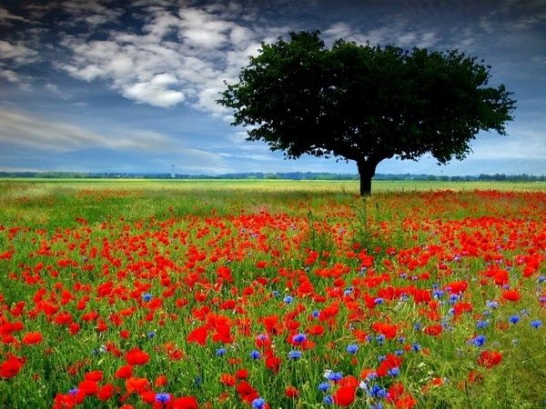 fond-ecran-chemin-de-fleurs