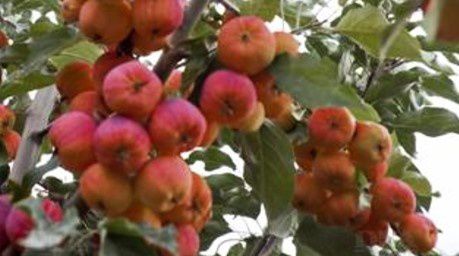 031 Pommes de Malus Seversii