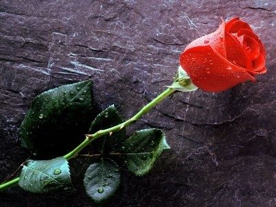 7-fonds-ecran-rose.jpg