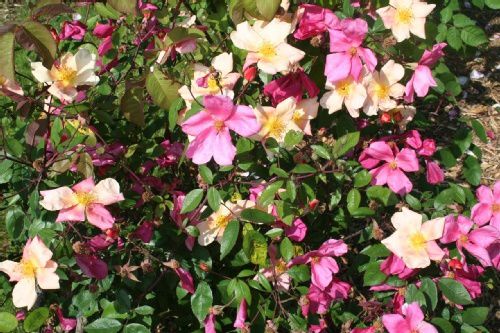 Rosa-chinensis-Mutabilis-Florum.jpg