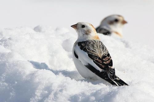 oiseaux-neige-500.jpg