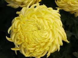 chrysantheme-2.jpg