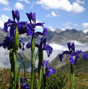 Iris-Latifolia.jpg