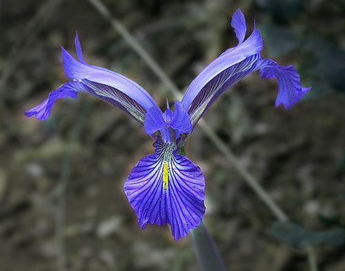 Iris-Serotina2.jpg