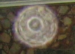 images4