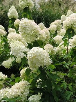 HYDRANGEA PANICULATA LIMELIGHT