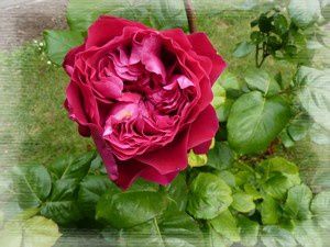 Rose-rouge.jpg