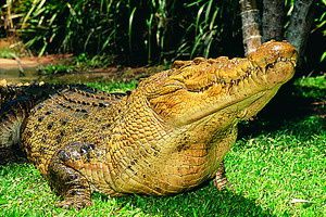 australie-wooroonooran-crocodile.jpg