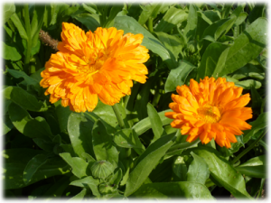 fleurs souci-300x225