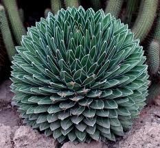 agave.jpeg