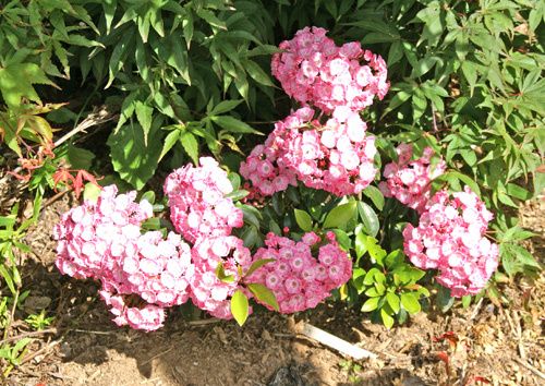 DSC07429.JPG