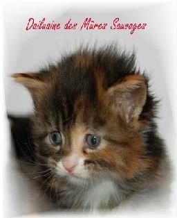 Melie-Bebe-1.jpg