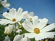 margheritedaisies-flowers-art-prints-white-daisy-flower-gar