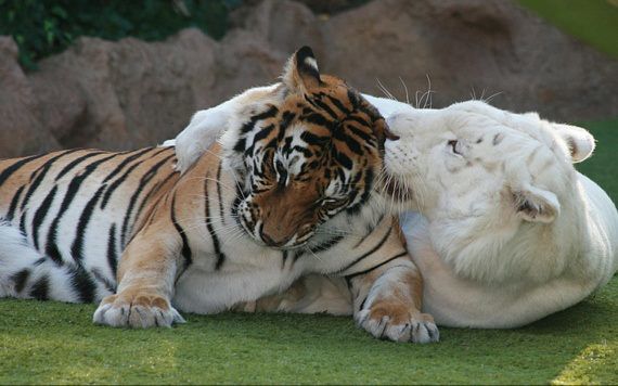 tigres.jpg