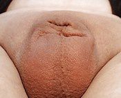 Bdsm emasculation pictures Latina pix sex