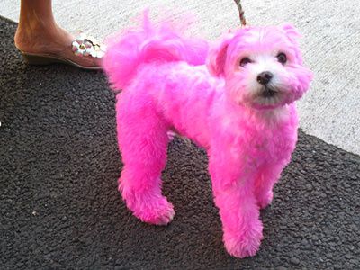 pinkdog.jpg