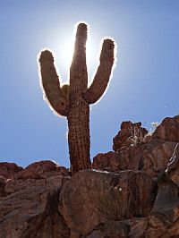 cactus soleil