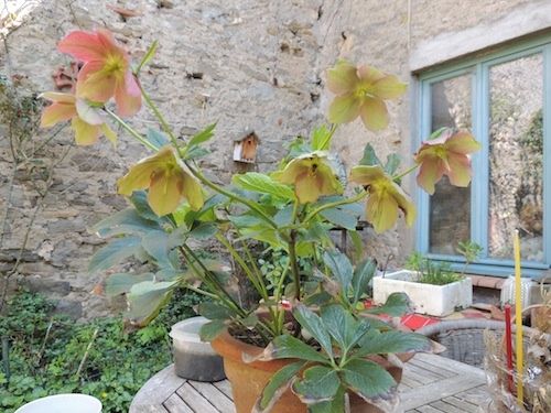 hellebore.JPG