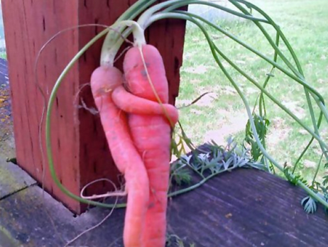vegan carotte