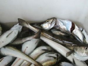Madagascar : 160.000 tonnes de ressources halieutiques prélevées illégalement