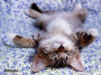 chaton 20blanc 20gris
