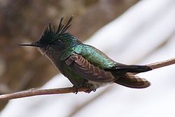250px-Orthorhyncus_cristatus_male_guadeloupe_crop_2010-04-0.jpg