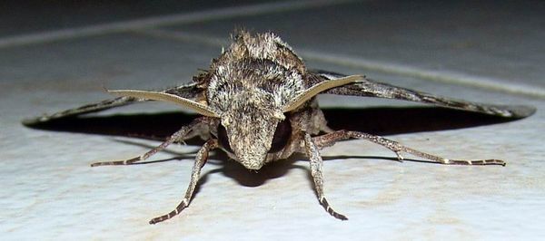 papillon016.jpg
