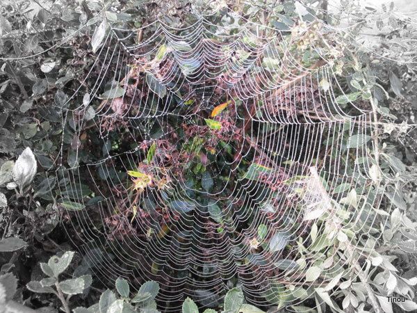 toile d'araignée dans le jardin
