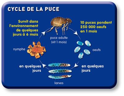 comment traiter puce maison