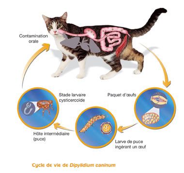 Le poison pour les parasites dans le divan