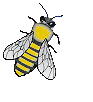 abeilles-51