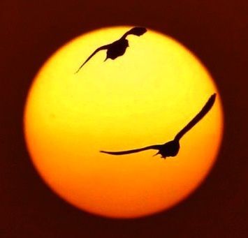 Sun-and-birds-1.jpg