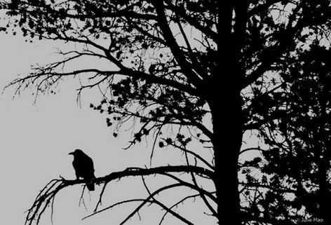 black-bird-tree-Julie-Mao-.jpg