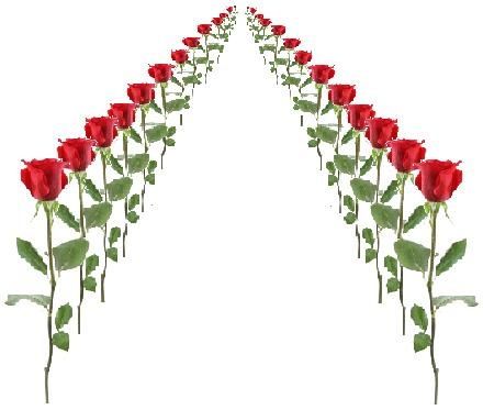 chemin-de-roses-double.JPG