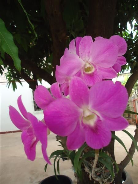 Flowers-Thai (22)