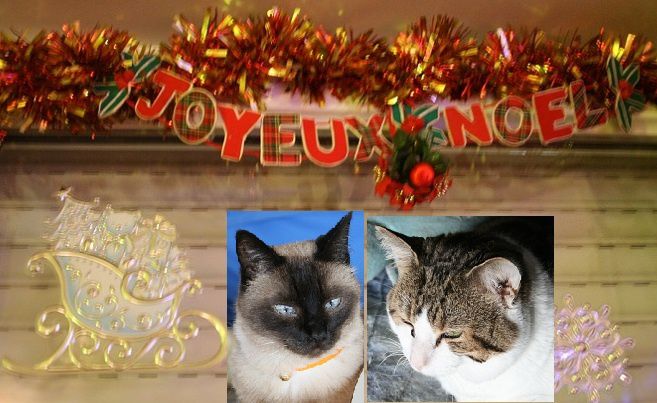 Joyeux-Noel-les-chats.jpg