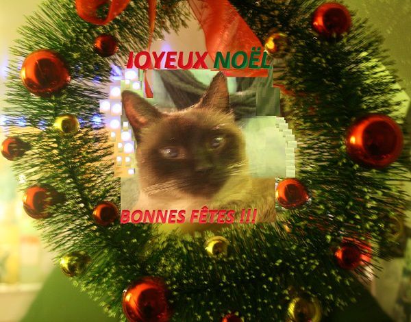 Joyeux-noel-BONNES-FETES-BIBI-FB.jpg