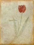 Fleurs-00Tulipe.jpg