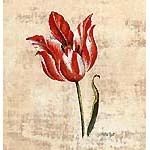 Fleurs-Tulipe-rouge-marbree.jpg