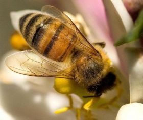abeille---fleur-mauve.jpg